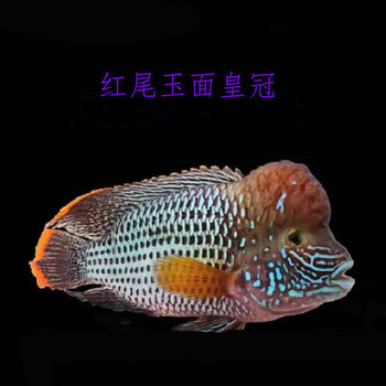 红尾皇冠鱼热带观赏鱼活体大型鱼长寿鱼蓝面财神鱼起头玉面皇冠鱼玉面
