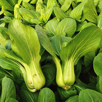 鸡毛菜菜种籽小青菜阳台盆栽种子上海青四季播蔬菜种孑幼苗 青菜苗8棵