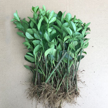 绿化带冬青苗庭院别墅冬青球冬青球树球形大叶冬青苗小叶冬青苗90冠幅