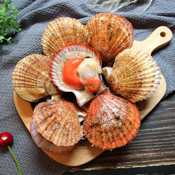 顺丰速运扇贝鲜活新鲜带壳栉孔贝港湾贝 现捞海鲜水产贝类 4斤大号