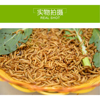 精选)面包虫子活体黄粉虫大麦虫鹦鹉龙鱼乌龟爬宠小鸟食活体饲料虫1000