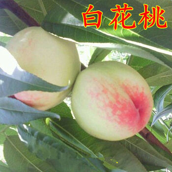 桃树苗桃树树苗嫁接油桃苗水蜜桃苗白花桃苗南方北方种植当年结果1年苗 图片价格品牌报价 京东