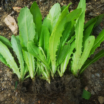 长尾生菜苗芥菜种苗生菜苗香油麦种籽南方蔬菜种苗阳台 油麦菜苗20棵