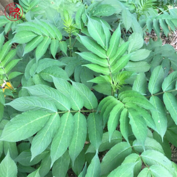 鮮接骨草野生陸英中藥八稜麻小接骨丹跌打扭傷 接骨草枝丫條1斤