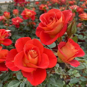 玫瑰花苗大花带花苞花卉观花绿植物盆栽月季蔷薇室内庭院阳台四季二乔