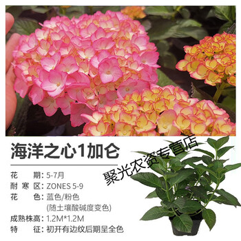 绣球花无尽夏盆栽花手鞠大花八仙花观花盆栽植物蓝色妈妈花卉 单盆特惠 海洋之心1加仑盆栽带盆栽好 图片价格品牌报价 京东