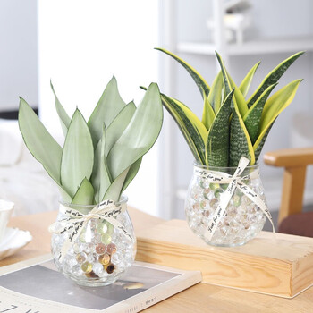 白玉虎皮兰白玉兰水培植物盆栽虎皮兰室内绿植花卉客厅办公室 初石