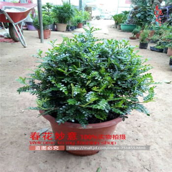 清香胡椒木植物花卉办公室内桌面绿植清香木胡椒木盆栽 植物办公室桌面 绿植 大盆胡椒木40公分左右不含盆 默认分类