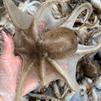 八爪鱼海鲜鲜活水产活冻长腿短腿迷你网红爆头八带鱼小八爪鱼一斤尝鲜