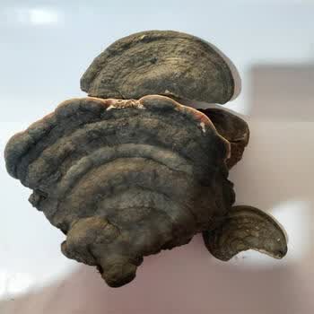 野生红缘边灵芝树舌红缘层孔菌长白山木林无柄切片干货500克