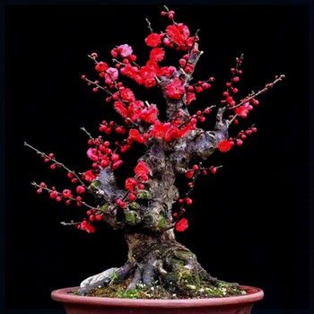 红梅桩盆景价格报价行情- 京东