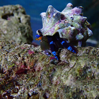 寄居蟹翻砂玉蟹拳击电光蜘蛛蟹海水缸观赏蟹运输包活-岚黛 蓝脚寄居蟹