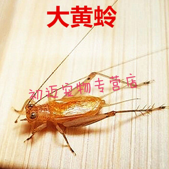 十大鸣虫之大黄蛉活体鸣虫听叫鸣虫大黄蛉小黄蛉人工大黄蛉活体 大黄