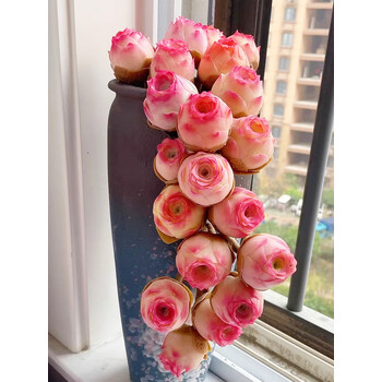 多肉粉色罗拉公主趣味多肉植物办公桌室内花卉盆栽阳台防辐射多肉盆栽