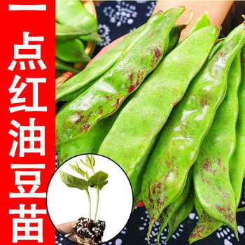 中国油豆角5kg 旱黄瓜3kg（正宗東北老品種紫花油豆角）長野県産 信州