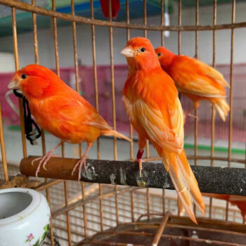 玉鳥活體金絲芙容玉鳥辣椒紅雪花紅鳴唱鳥紅桂皮綠桂皮馬賽克活體上海