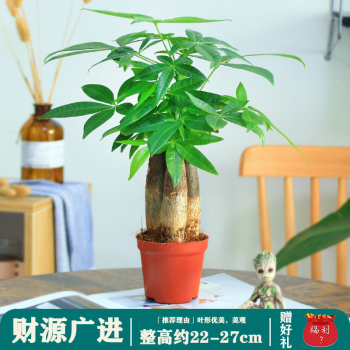 发财树盆栽植物室内花卉植物室内花绿植室内客厅招财树好养小盆栽 财源广进 3年生 三株发财树原盆 图片价格品牌报价 京东