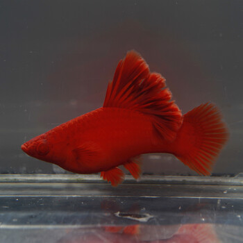 高鳍红箭鱼苗菊花帆红剑鱼狼牙热带鱼观赏鱼刀鱼 玩家级菊花种母一条