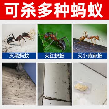 KOOGIS蚂蚁药全窝端一窝端呋虫胺除灭杀蚂蚁饵剂特效药家用非无毒室内外