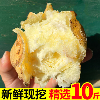 大土豆新鲜10斤黄心沙面大洋芋大马铃薯蔬菜农家自种现挖1500g