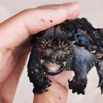 爆刺原种纯佛黑佛黄金甲白头佛原种纯佛鳄龟纯佛鳄龟,修长蛋甲型 268