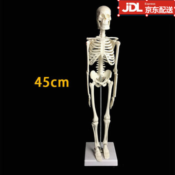 人体骨架模型45cm - 京东