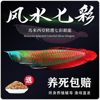号半红龙鱼型号规格- 京东