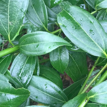 【京品严选】农家三十年老树自采福建南平特产香料桂