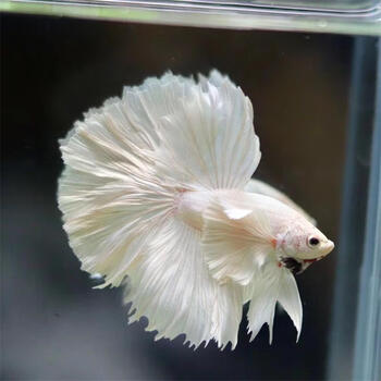 泰国斗鱼活鱼鱼苗饲料鱼缸半月热带小型小鱼活观赏鱼活体 半月白色1条