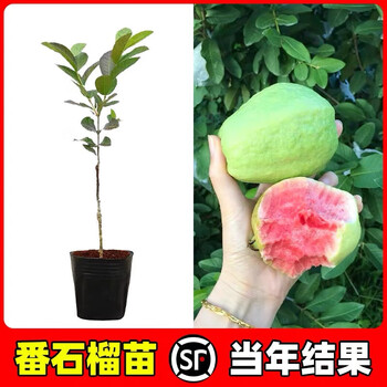番石榴木品牌及商品- 京东