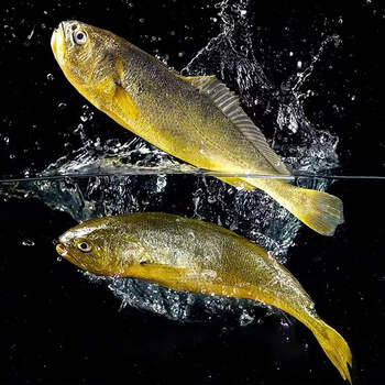 顺丰冷链发货九河灌海旗舰店新鲜大黄花鱼深海活冻速冻大黄鱼海鲜水产