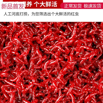 鲜活红虫鱼饵新鲜活体活饵特大公虫喂鱼拉饵鲫鱼饵料钓鱼蚯蚓鱼食顺丰