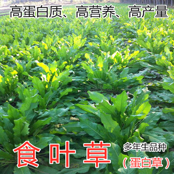 叶草种子高产耐寒牧草种子草籽牛羊猪鸡鸭鹅鱼食用草 食叶草种子 一斤