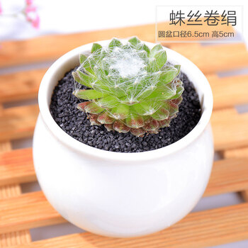 多肉植物组合新手套餐肉肉植物室内花卉小盆栽含盆带土大红卷绢含盆 图片价格品牌报价 京东