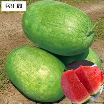 民汇园新红宝西瓜种子 农田水果种子 中熟杂交种高产 不易破裂 原厂包装约50粒