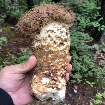 禾澹2022年云南新鲜松茸菌菇未开伞500g菌鲜松耸礼盒 冰冻16cm以上【精品中的精品】 1000g【图片 价格 品牌 报价】-京东