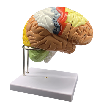 人体大脑模型脑血管模型脑解剖模型医学脑颅头教学模型可拆分8件 2倍