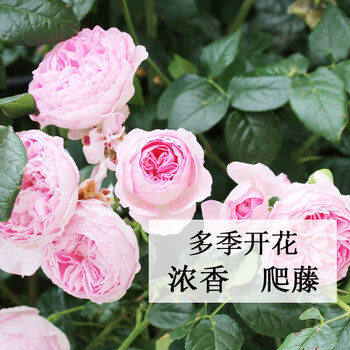 蔷薇花苗爬藤植物花卉多季开花盆栽耐寒花卉耐热我的心爬藤带营养杯