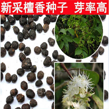 白檀种子价格报价行情- 京东
