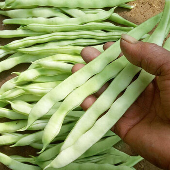 神禾 白不老豆角种子九粒白芸豆摘不败 【高产】银条摘不败白芸豆种子