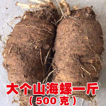 医味山海螺四叶参奶参羊乳参大个山海螺新鲜现挖原