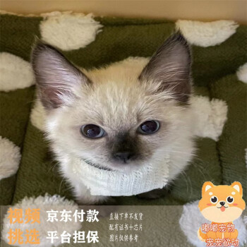 蓝色重点色，猫价格报价行情- 京东