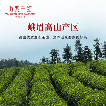 万紫千红特级红茶 峨眉山茶75g 生肖罐装茶叶自己喝 25003