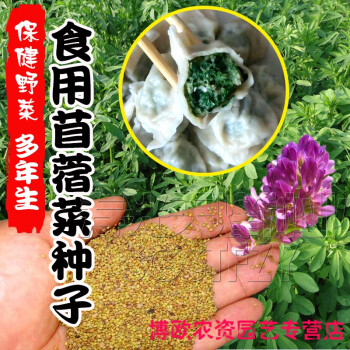 食用苜蓿菜种子东北野菜籽夏季紫花苜蓿芽四季野生多年生蔬菜种籽食用苜蓿菜500克 图片价格品牌报价 京东