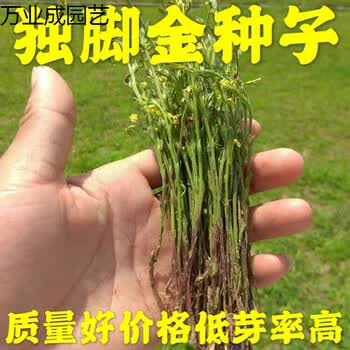 qcdd独脚金草种籽独脚金草种原籽独脚金种子独脚金疳积草独脚疳独脚金