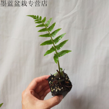 千茵阁蕨类植物禅意绿植一叶蕨水培蕨观叶盆栽室内盆景 弯头蕨 带盆栽