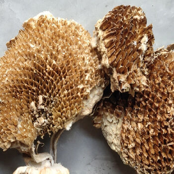 向日葵盘可食用葵花盘干葵花盘中药材向日葵盘整个盘葵花盘整精品葵