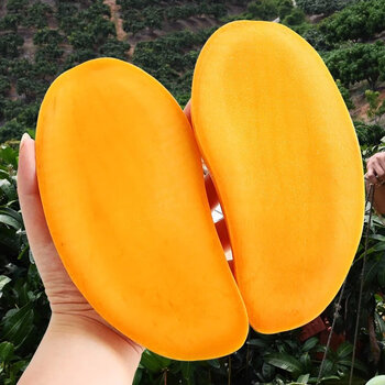 精选现摘海南水仙芒果39斤特大金煌芒热带新鲜当季水果甜青5斤精选大