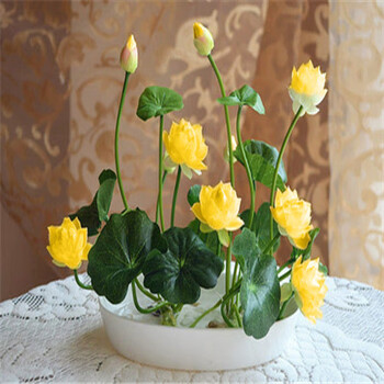 碗莲荷花卉盆栽观花水培植物室内花阳台易活 黄羚羊20粒 盆 营养液 土