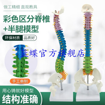 人体脊椎模型价格报价行情- 京东